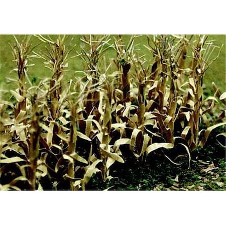 Jtt Scenery JTT Scenery JTT95589 Dried Corn Stalks - Pack of 28 JTT95589